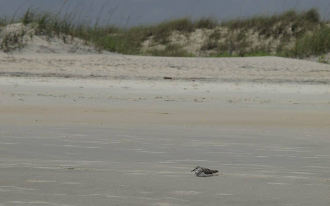 3 Days in Huntington Beach State Park in South Carolina