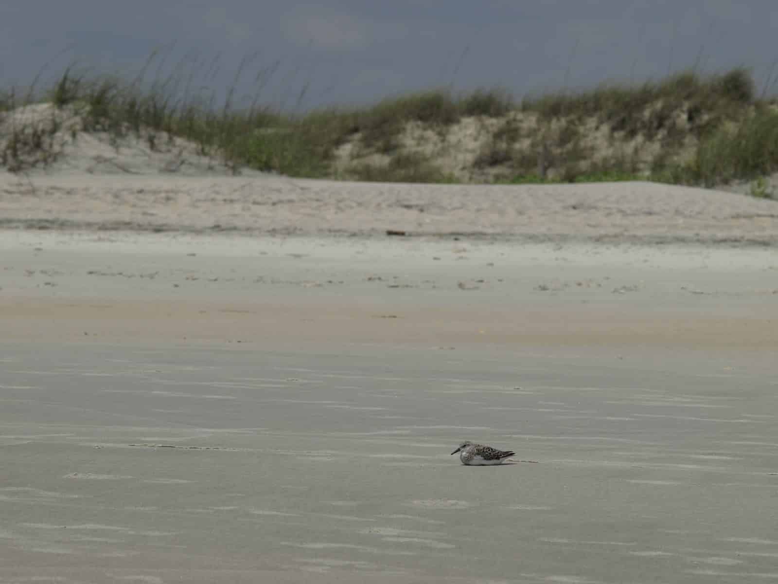 a bird on a beach Huntington Beach State Park