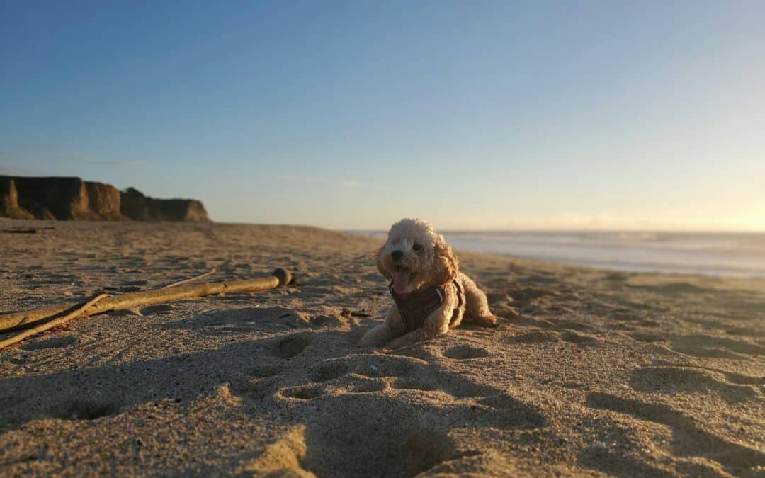 Top Pet-Friendly Spots Around North Myrtle Beach