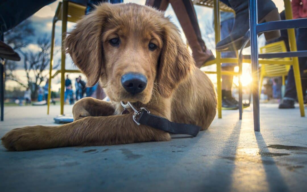 Top Pet Friendly Restaurants To Try in Myrtle Beach This Fall