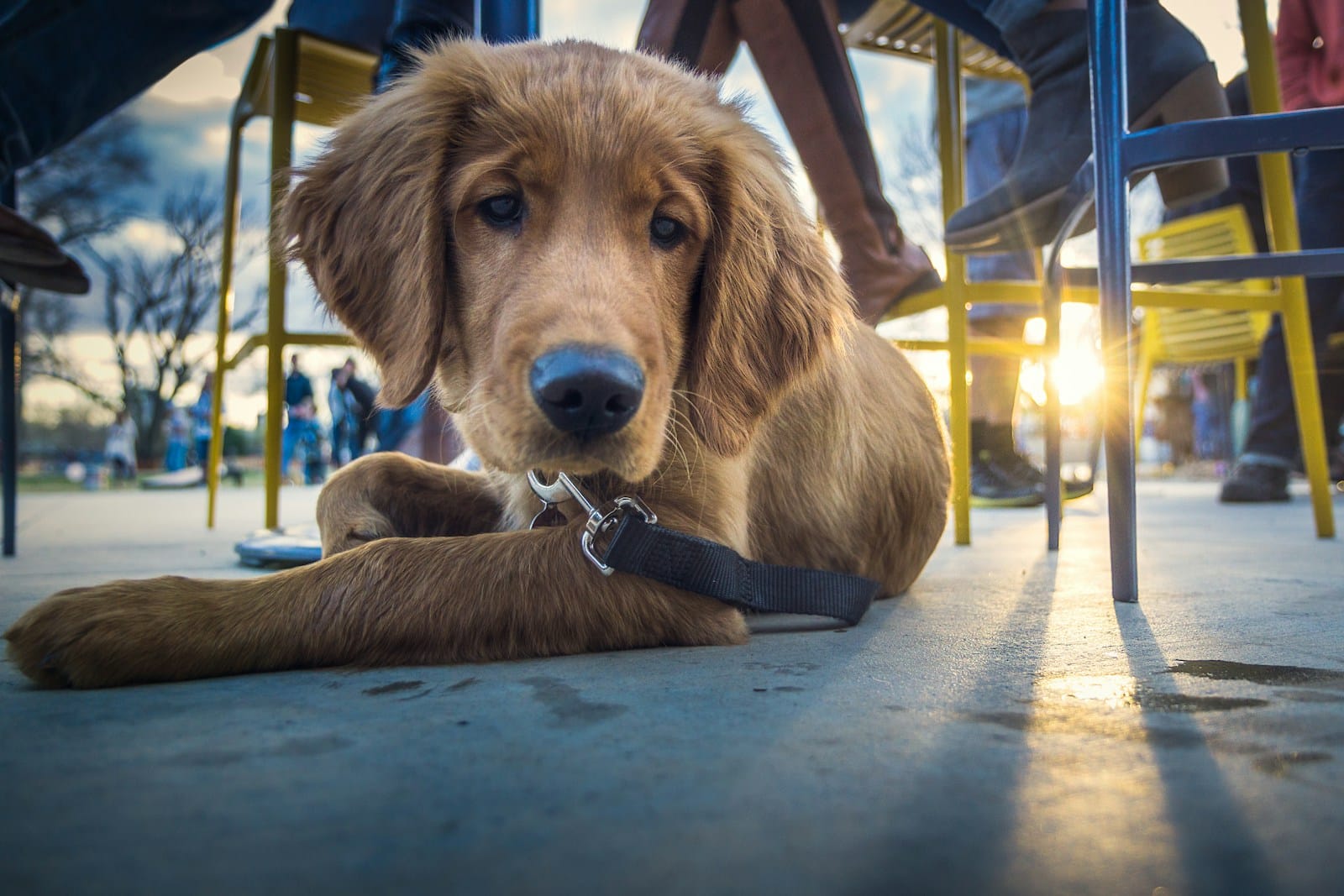 pet friendly restaurants Top Pet Friendly Restaurants To Try in Myrtle Beach This Fall