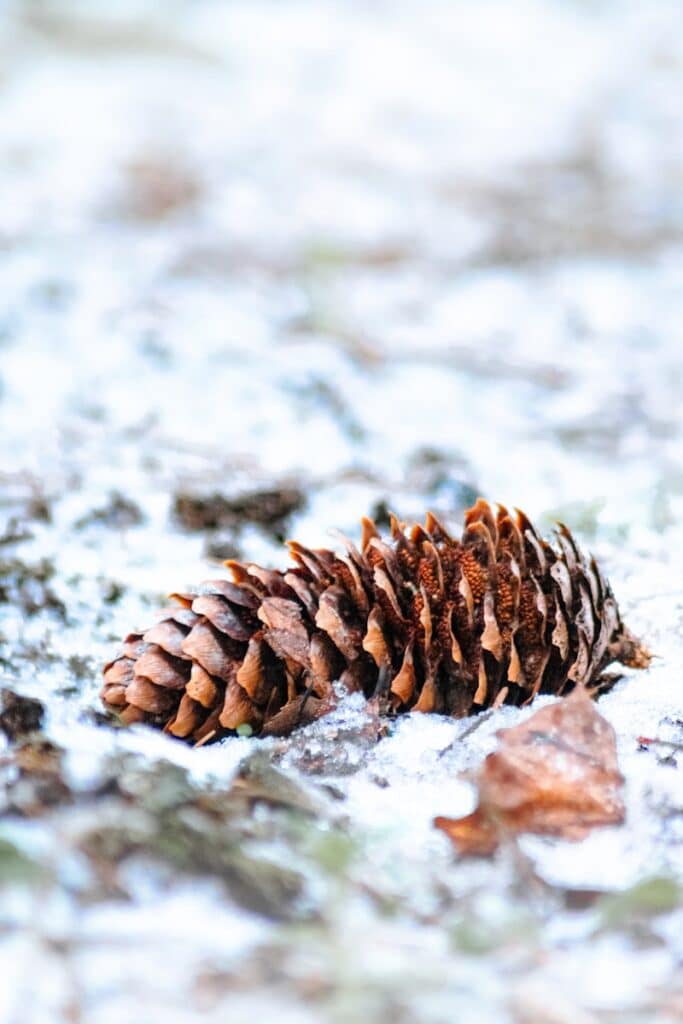a close up of a pine cone on the ground