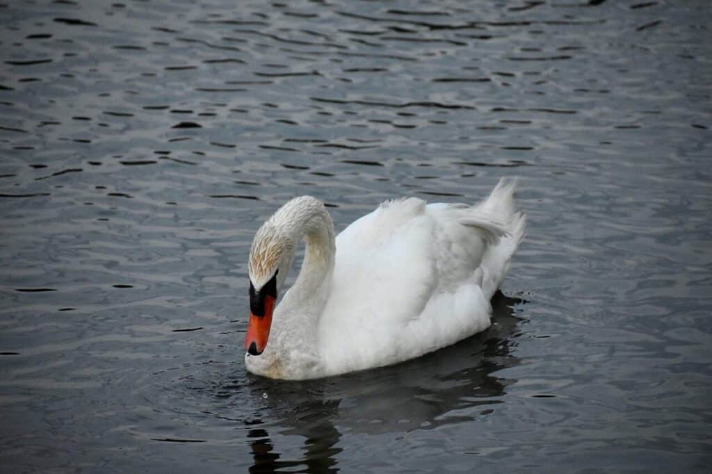 lake, swan, bird, animals, elegant, drinking, water, myrtle beach, south carolina, nature