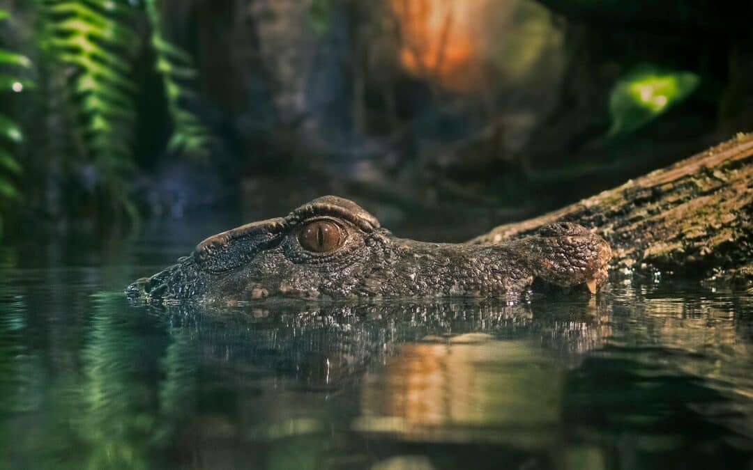Get Your Alligator Adventure Tickets for Thrilling Wildlife Encounters