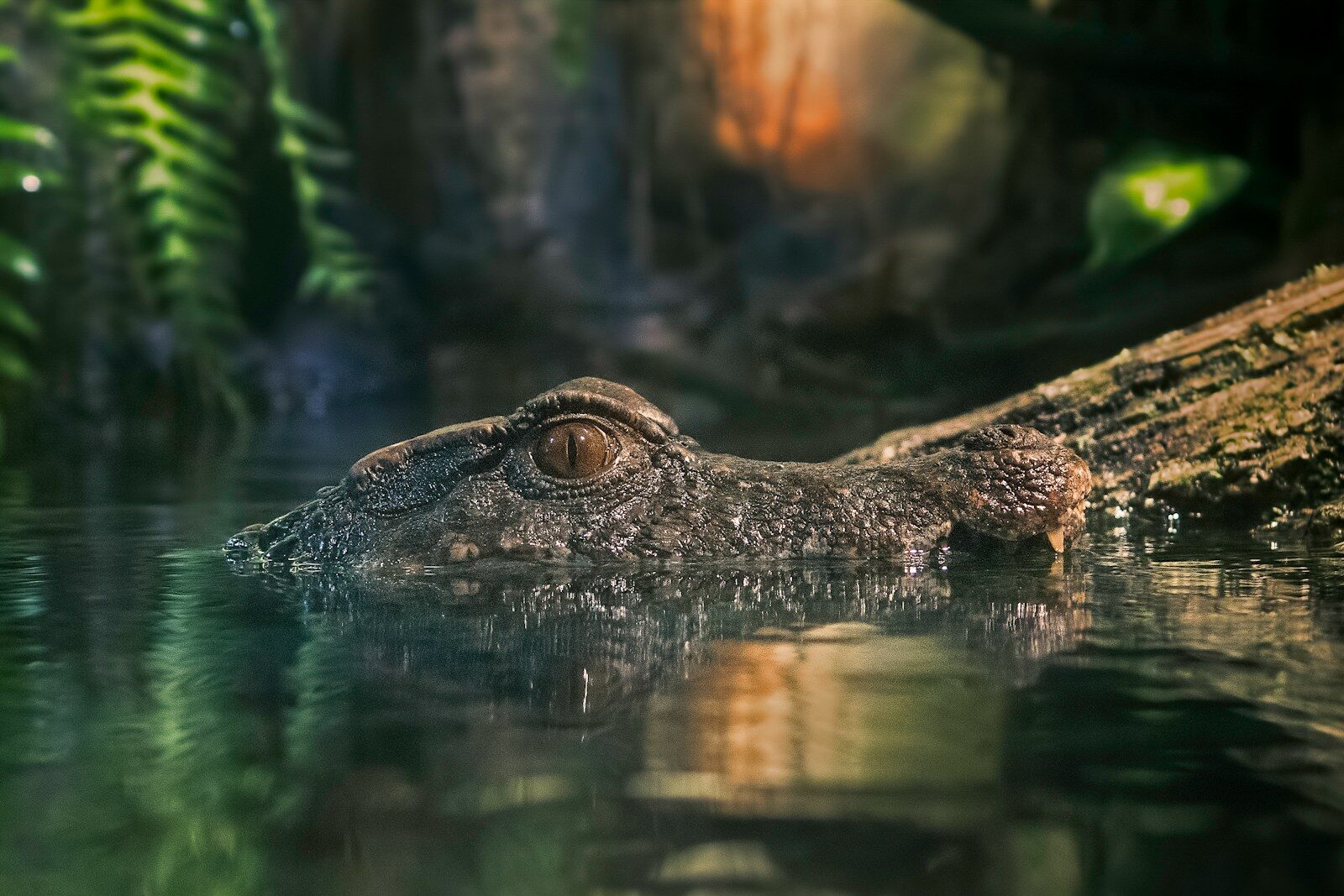 macro photography of crocodile on body of water Get Your Alligator Adventure Tickets for Thrilling Wildlife Encounters