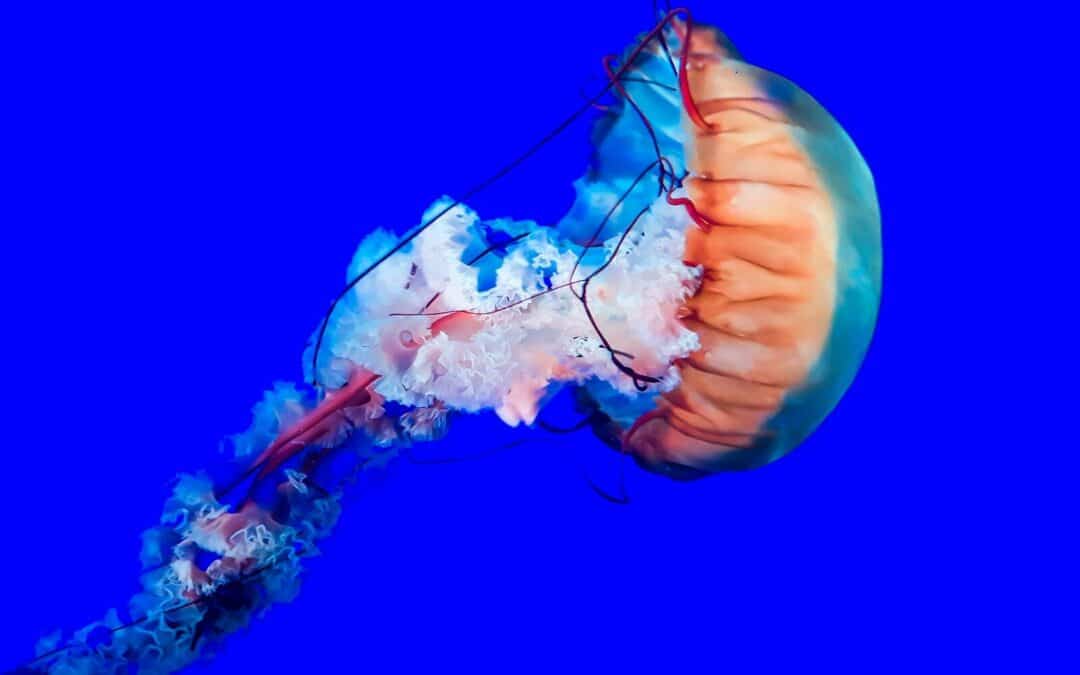 Why You Must Visit Ripley’s Aquarium Myrtle Beach This Fall!