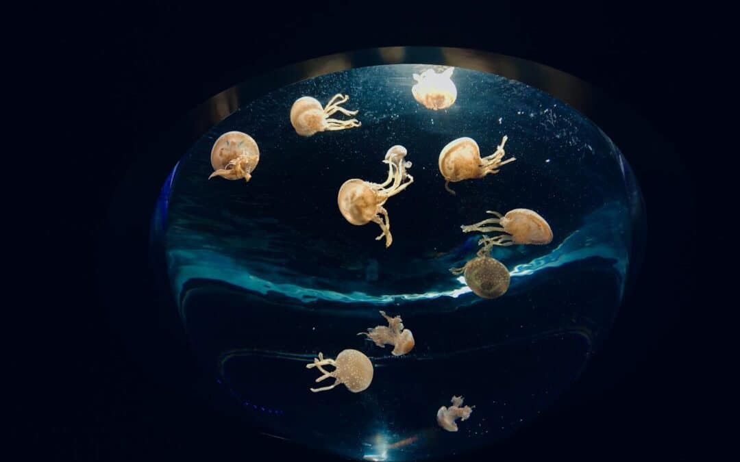 A Fun-Filled Day at The Myrtle Beach Aquarium
