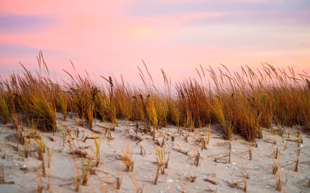 Chill in December by the Beach 2023 What to Do in Myrtle Beach