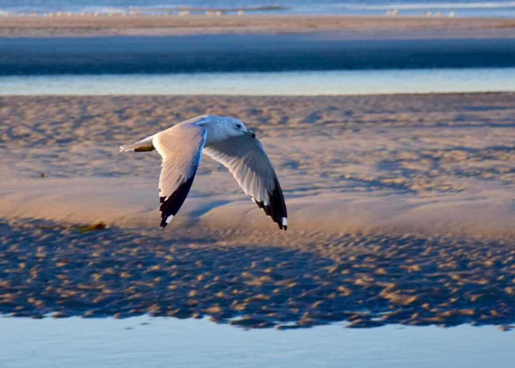 Seagull soaring over the sandy beach at sunset, capturing nature's beauty in Myrtle Beach.