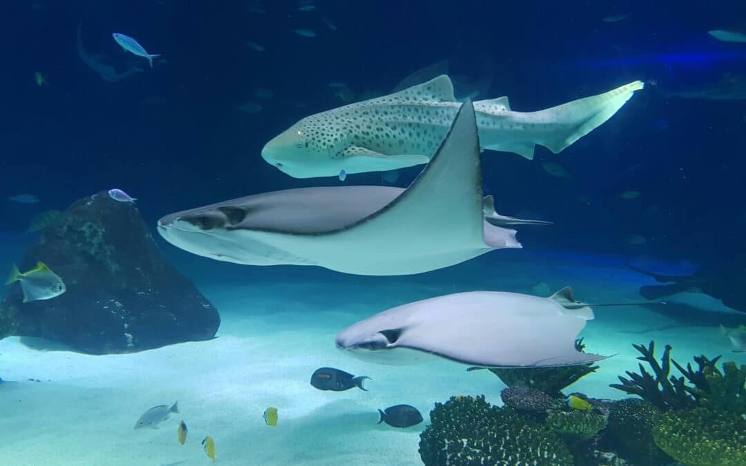 Who Needs An Adult Only Vacation? Things To Do in Myrtle Beach for Adults