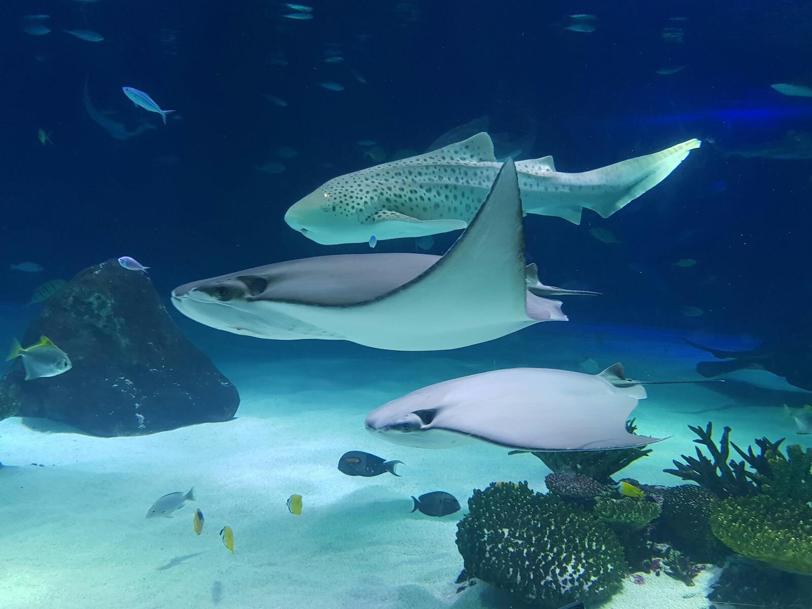A captivating view of zebra shark and stingrays swimming gracefully in a large aquarium.