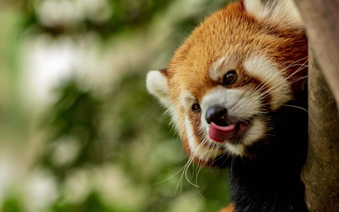 Get Up Close with Nature at Myrtle Beach Zoo and Wildlife Attractions