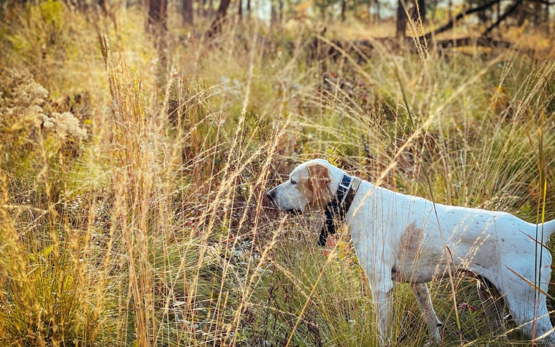 All You Need To Know About Backwoods Quail Club