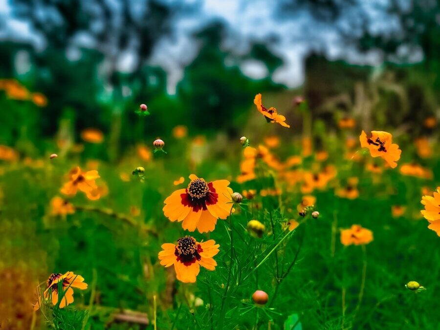 Myrtle Beach State Park Camping