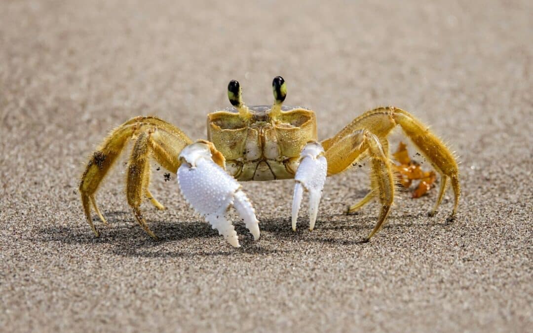 Discovering the World of Ghost Crabs