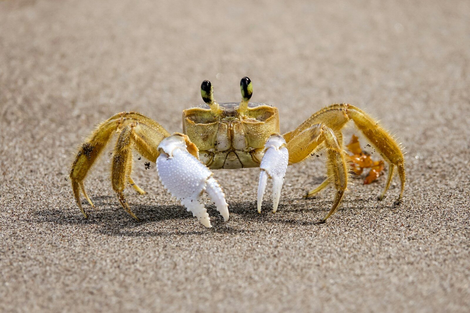 A couple of crabs on a beach near one another