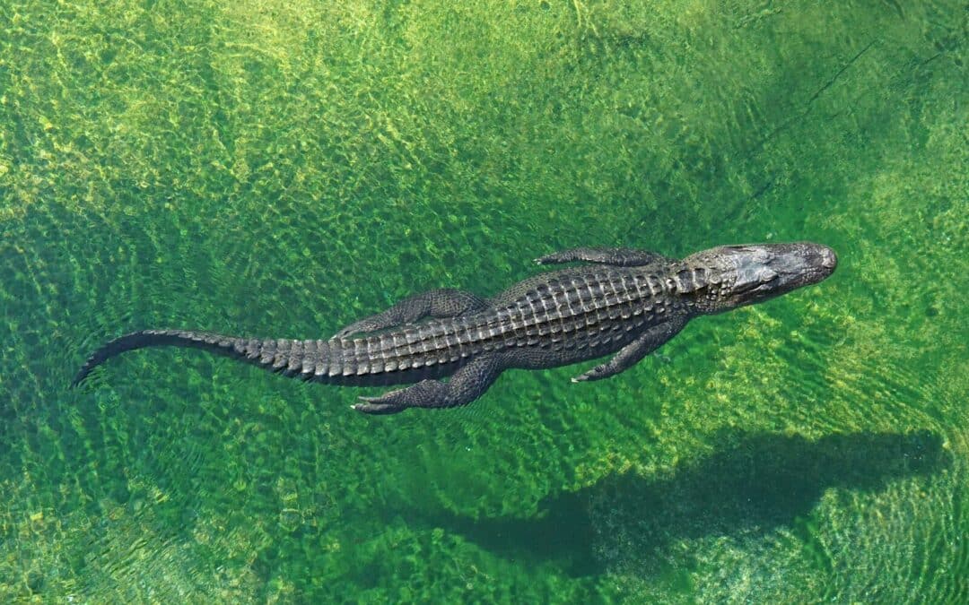 Exploring the Wild and Majestic Alligators at Alligator Adventure Myrtle Beach Tour