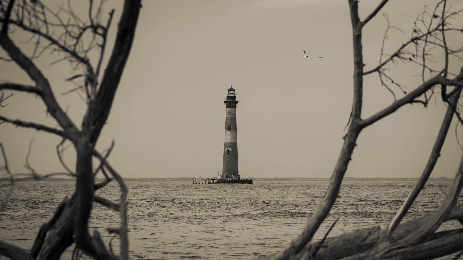 Sepia-toned image of Morris Island Lighthouse viewed through driftwood at Folly Beach, South Carolina. Why Morris Island Is Worth Visiting on a South Carolina Coastal Trip