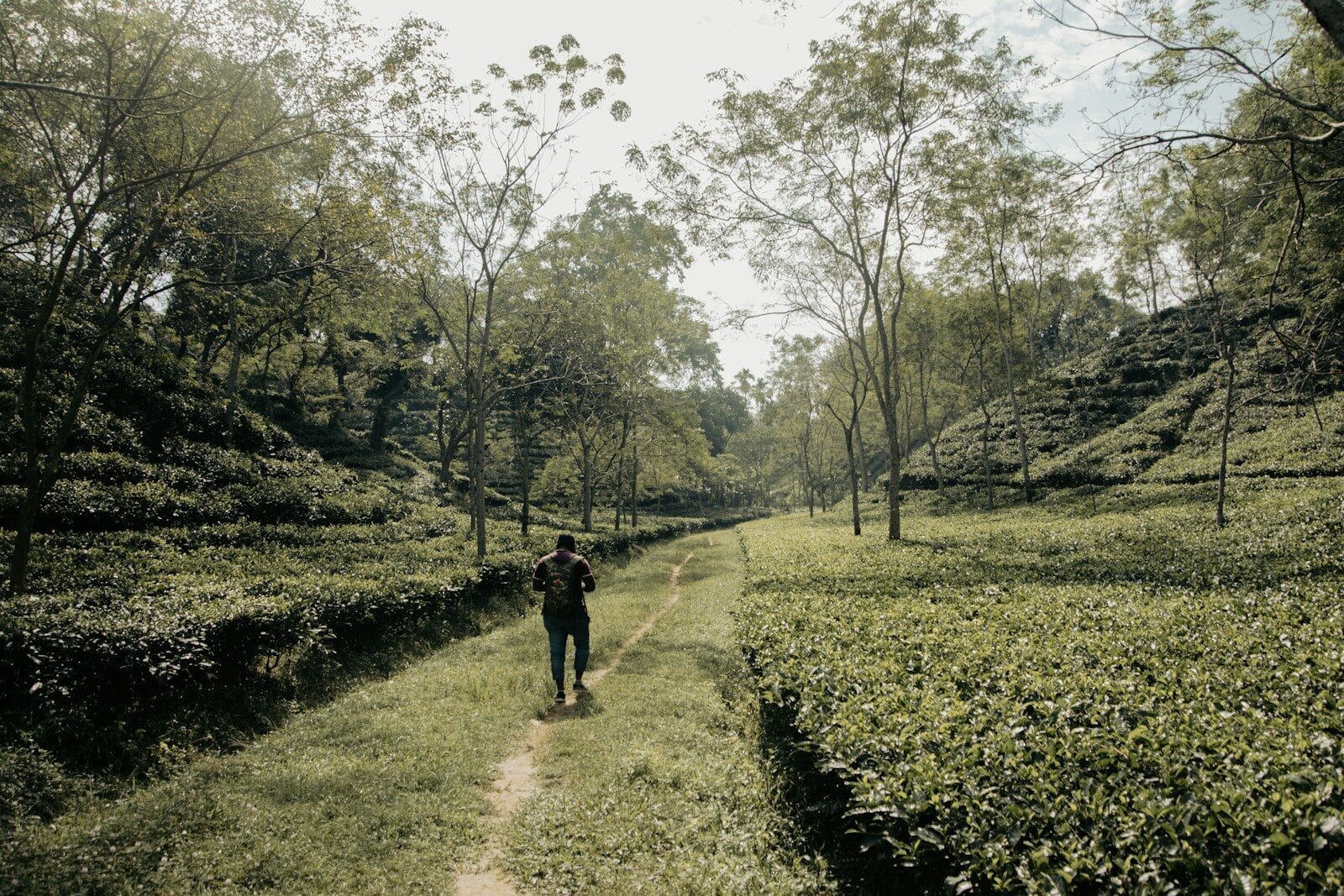 A person walking down a path through a lush green field Visiting Hopsewee Plantation on Your South Carolina RV Trip