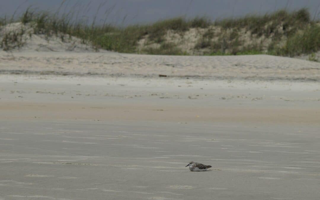 Murrells Inlet MarshWalk: A Visitor’s Guide For Myrtle Beach Campers
