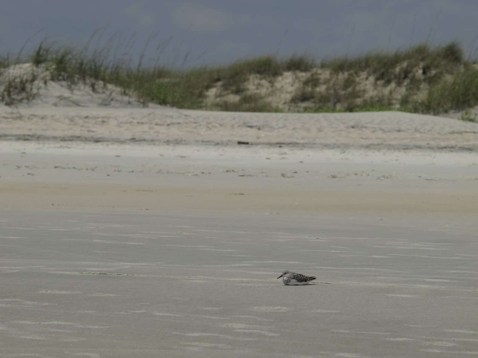 a bird on a beach Murrells Inlet MarshWalk: A Visitor’s Guide For Myrtle Beach Campers