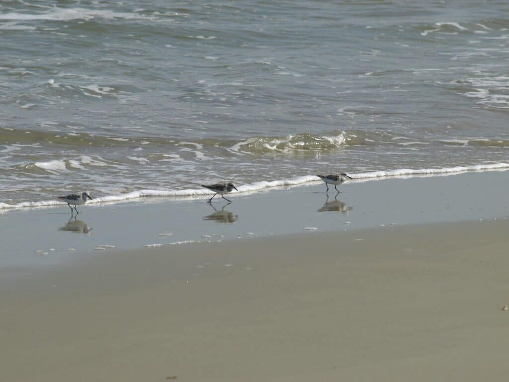 birds on the beach